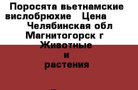 Поросята вьетнамские вислобрюхие › Цена ­ 1 500 - Челябинская обл., Магнитогорск г. Животные и растения » Другие животные   . Челябинская обл.